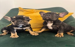 French Bulldog dogs for sale:  REDUCED, 1 GIRL LEFT French bulldog puppies  - Image 5