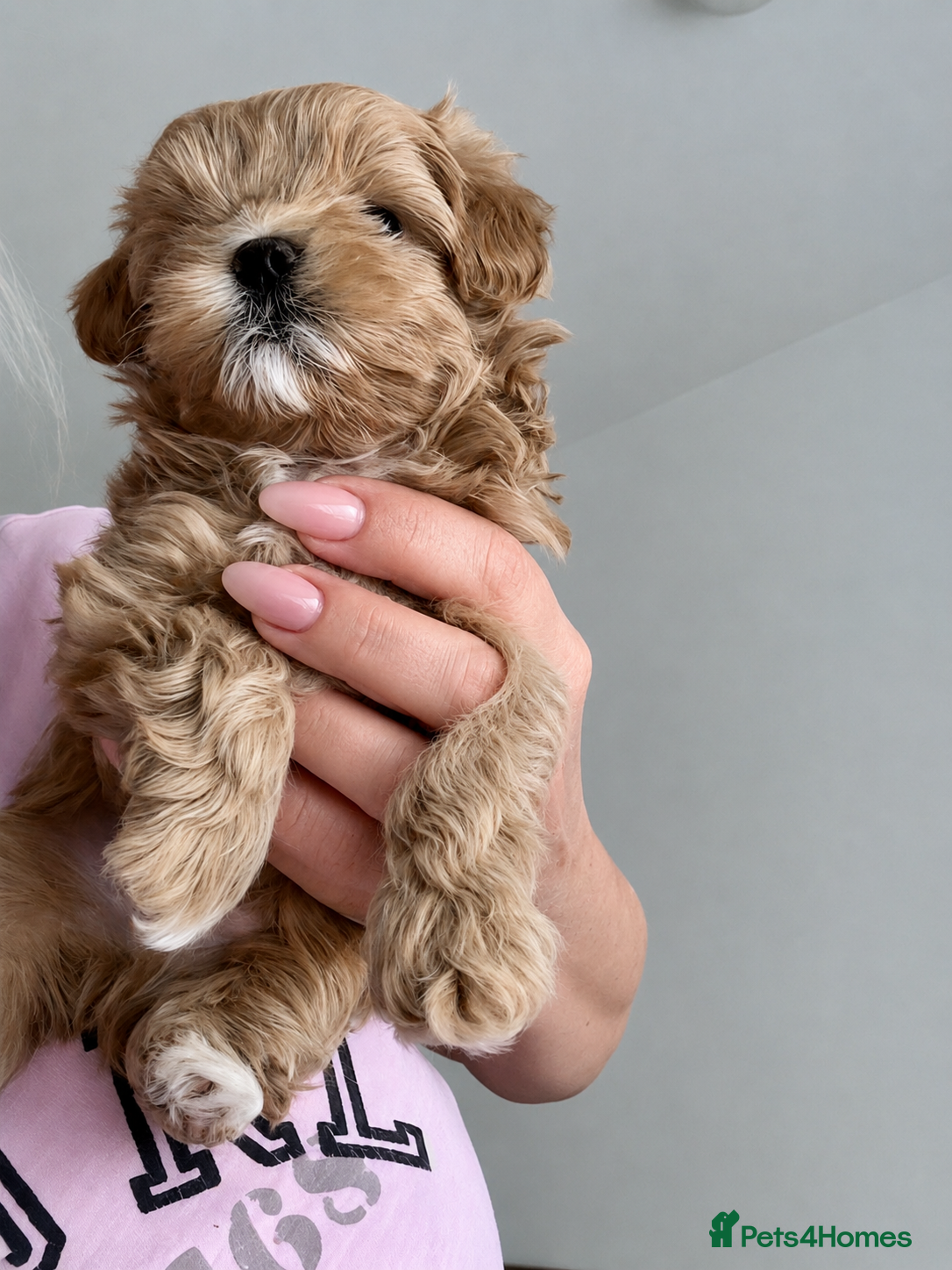 Maltipoo dogs 💎 Prestige Luxury Maltipoo DNA Tested Parents 💎 - Advert 12