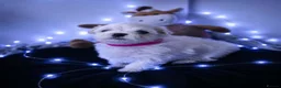Maltese dogs for sale: 🐶4 Beautiful Maltese Puppies – 3 Boys & 1 Girl - Advert 10