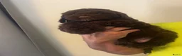 Sproodle dogs for sale: STUNNING F2 MERLE SPROODLES - Advert 4