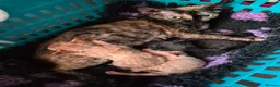 Devon Rex cats for sale: Devon rex kittens red/white bi colour - Advert 8