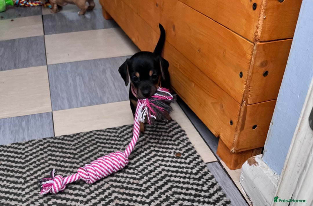 Mixed Breed dogs for sale: 5 Jack Russell x miniature dashound puppies £800 - Image 37