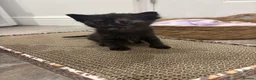 Mixed Breed cats for sale: Beautiful Kittens Looking for Their Forever Homes - Advert 14