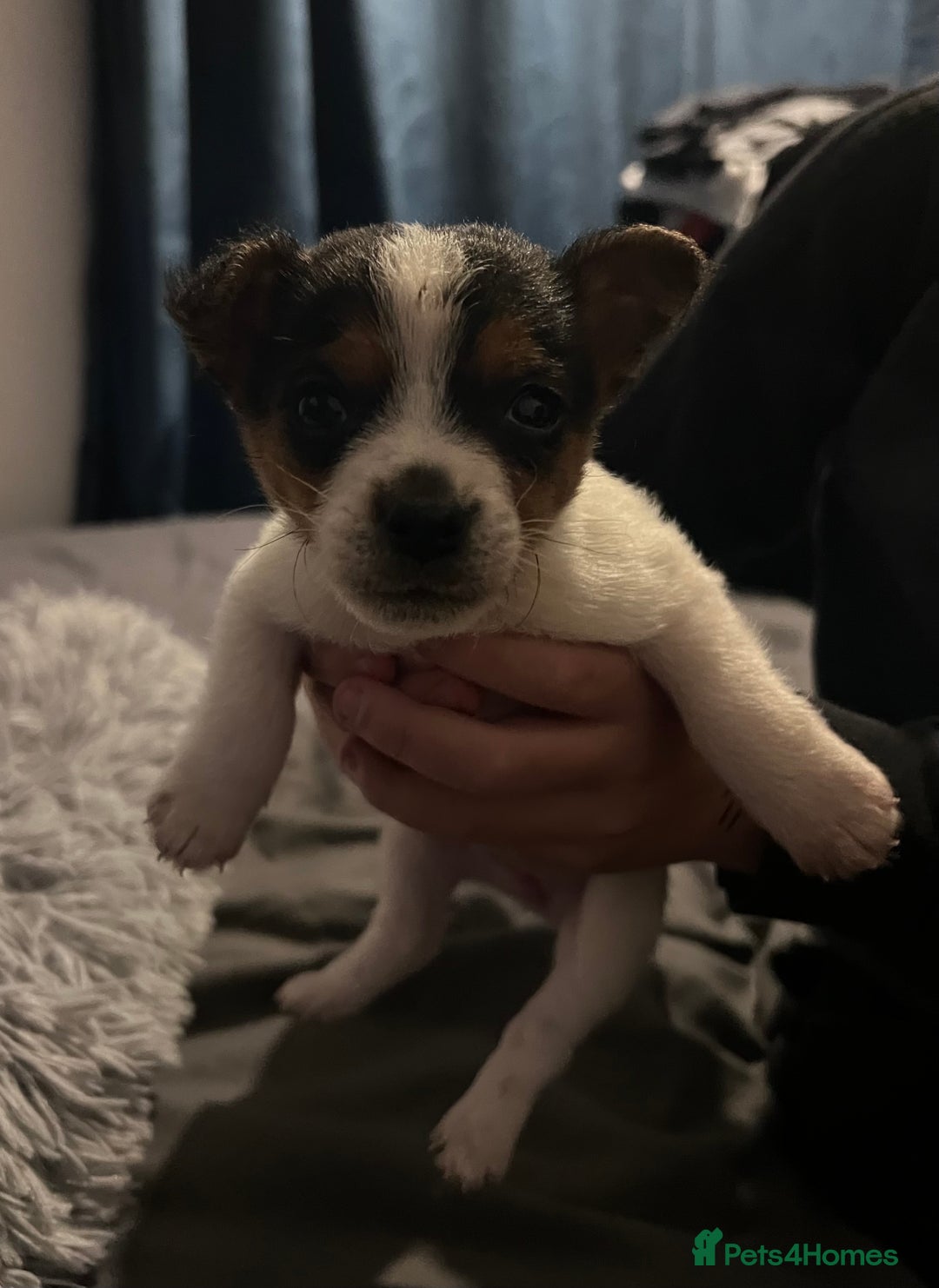 Jack Russell dogs for sale: Last little miniature grace awaiting her family.  - Advert 5