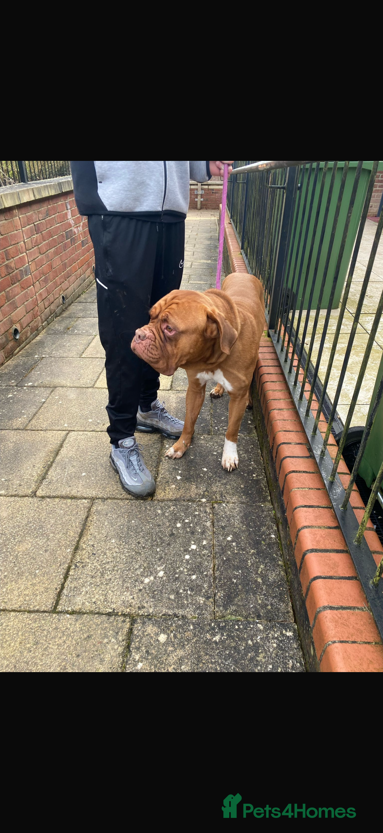 Dogue De Bordeaux dogs Dogue de Bordeaux available  - Advert 1