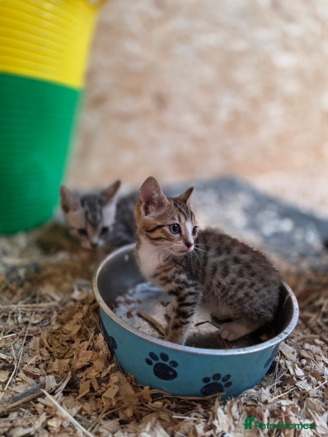 Bengal cats for sale: Bengal cross kittens - Image 10
