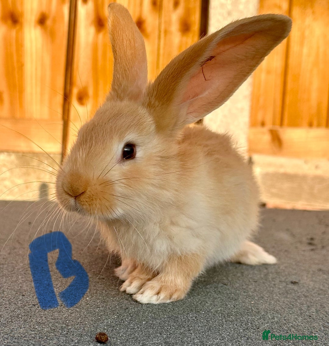 Continental Giant rabbits for sale: Baby giants  - Image 3