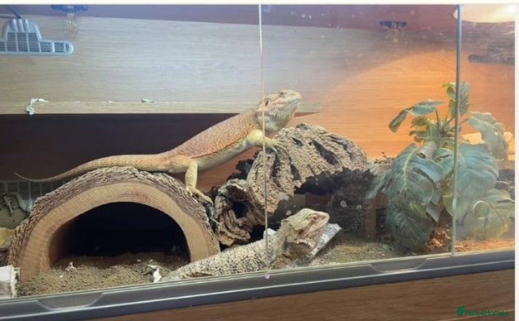 Bearded Dragon reptiles - Advert 1