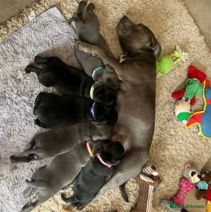 Staffordshire Bull Terrier dogs Delightful Strong Pure Staffy Bull Terrier Pups  - Advert 1