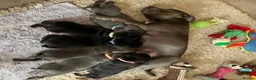 Staffordshire Bull Terrier dogs for sale: Delightful Strong Pure Staffy Bull Terrier Pups  in Doncaster - Advert 1