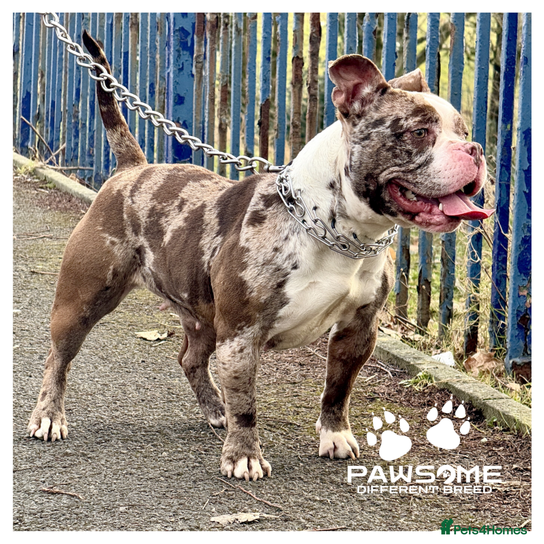 American Bully dogs for sale: Merle Pocket Bully - Image 1
