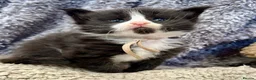 Maine Coon cats for sale: 6 Beautiful pedigree TICA reg Maine Coon kittens - Advert 11
