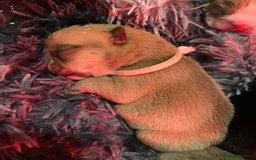 English Bulldog dogs for sale: Litter of 8  - Image 12