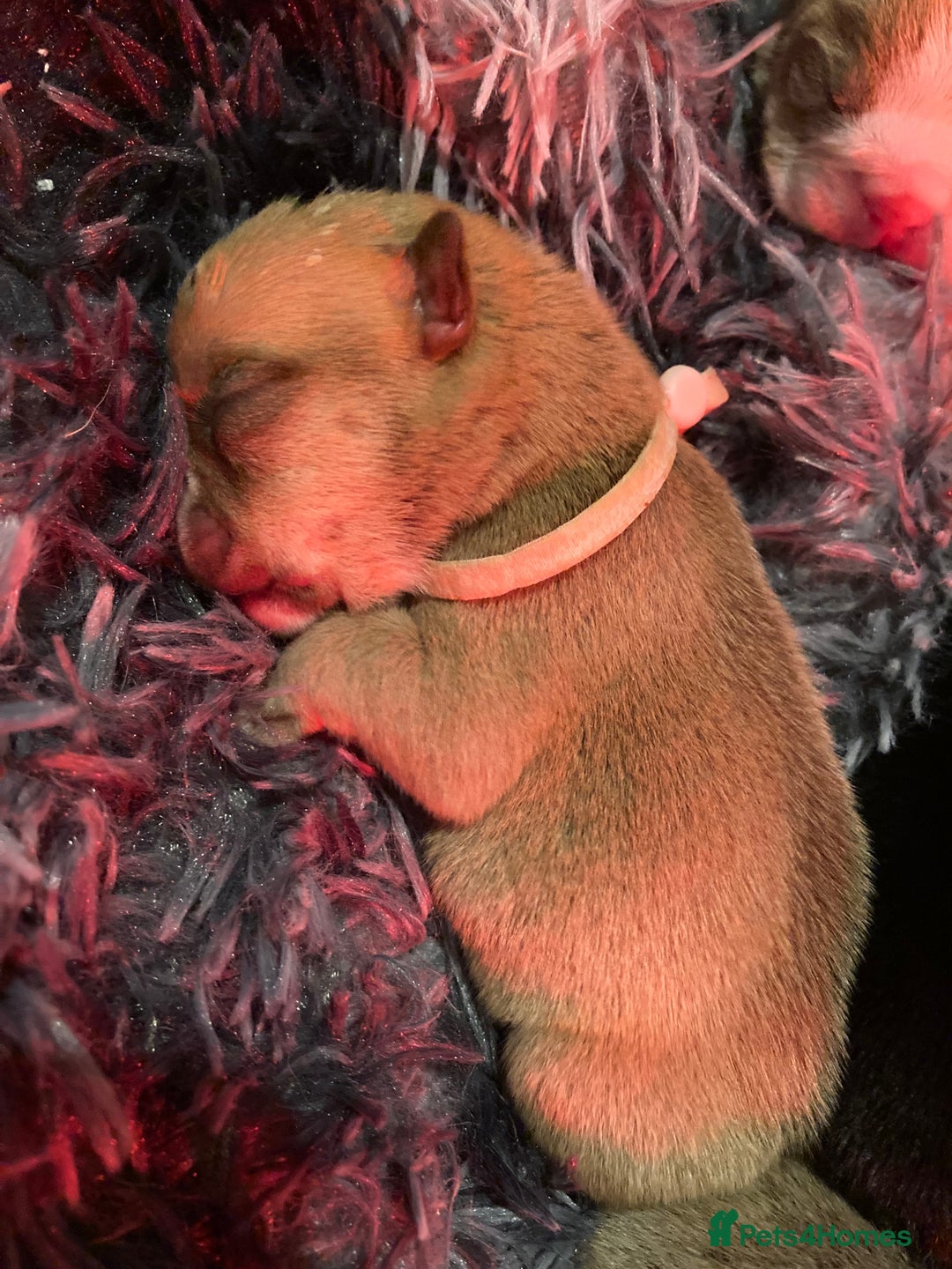 English Bulldog dogs for sale: Litter of 8  - Image 12