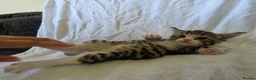 Persian cats for sale: Fluffy Perisan Kittens looking for Forever Homes in Edinburgh - Advert 4