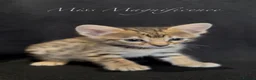 Savannah cats for sale: Exceptional Quality Tica Regist. Savannah kittns - Advert 5