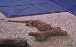 Bearded Dragon reptiles for sale: 4 Year Old Female Bearded Dragon and full setup - Image 5