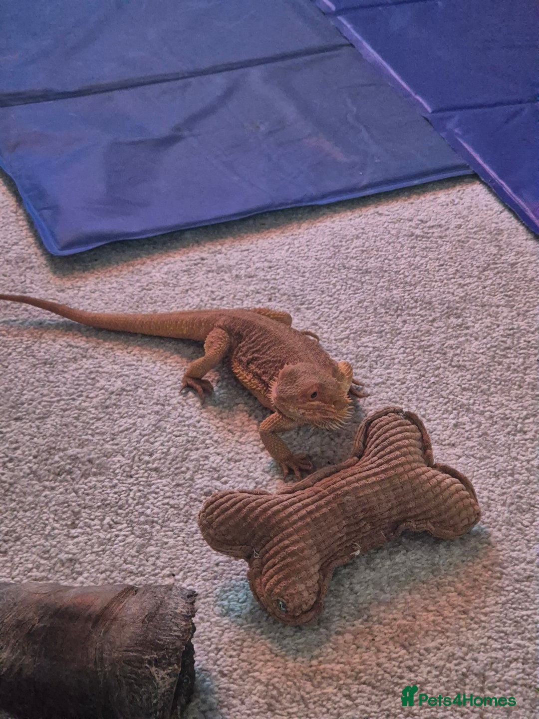 Bearded Dragon reptiles for sale: 4 Year Old Female Bearded Dragon and full setup - Image 5