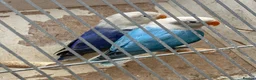 Lovebirds birds for sale: Lovebirds  in Manchester - Advert 23