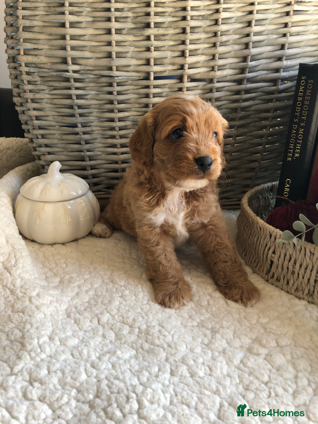 Cavapoochon dogs for sale: Cavapoochon puppies *1 boy remaining* - Image 16