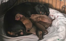 Dachshund dogs for sale: Dachshund  - Image 2