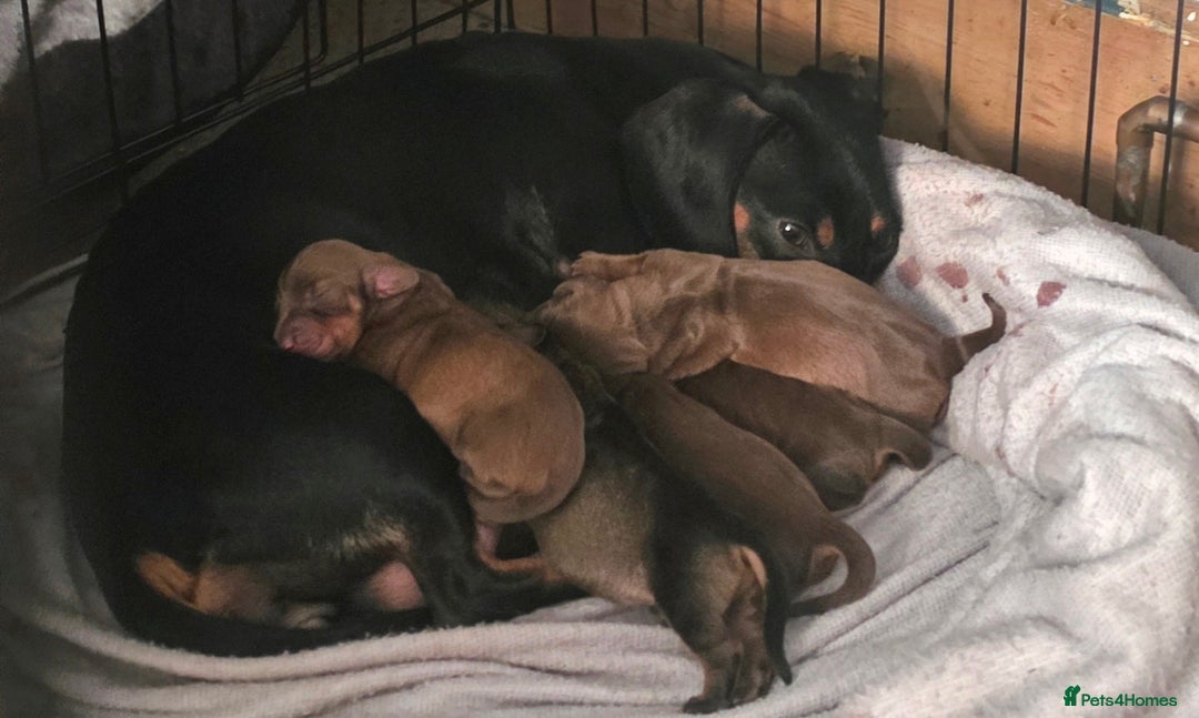 Dachshund dogs for sale: Dachshund  - Image 2