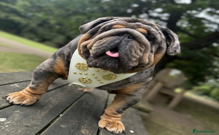 English Bulldog dogs - Advert 19