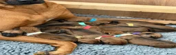 Rhodesian Ridgeback dogs for sale: Wait List Open - Safely Arrived 14th June - Advert 5