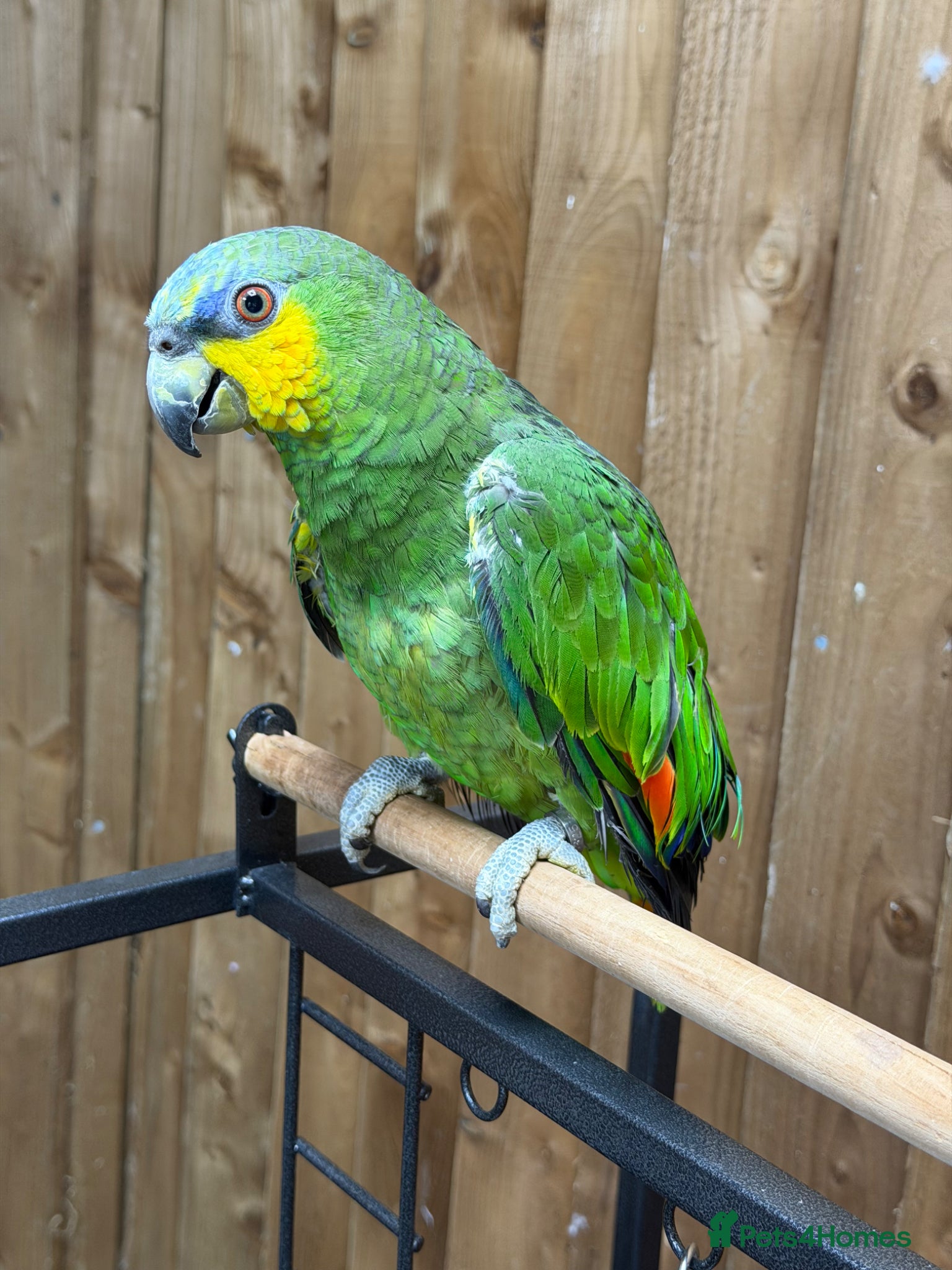 Parrots birds Orange wing  amazon  - Advert 15