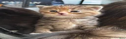 British Shorthair cats for sale: Beautiful kittens   - Advert 20