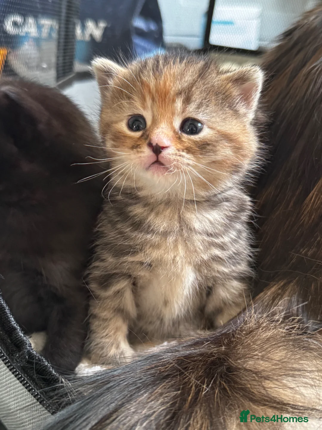 British Shorthair cats for sale: Beautiful kittens   - Advert 20