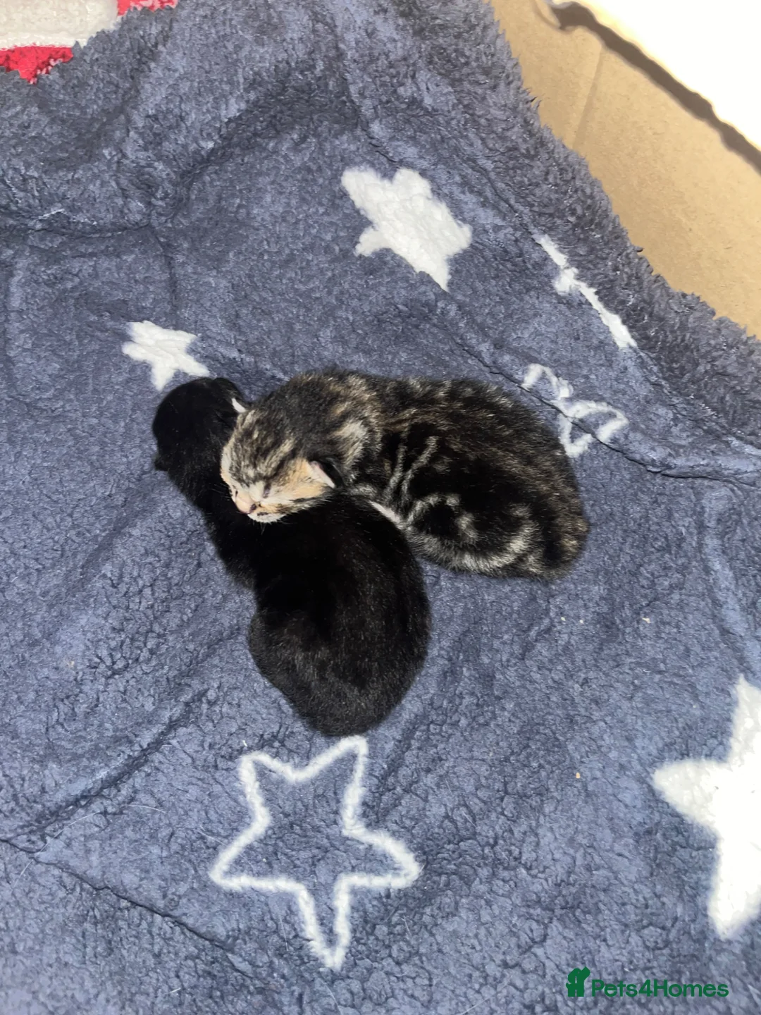 Mixed Breed cats for sale: Bengal cross kittens  - Advert 2