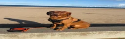 Labrador Retriever dogs for stud: Fox red Labrador  in Hartlepool - Advert 3