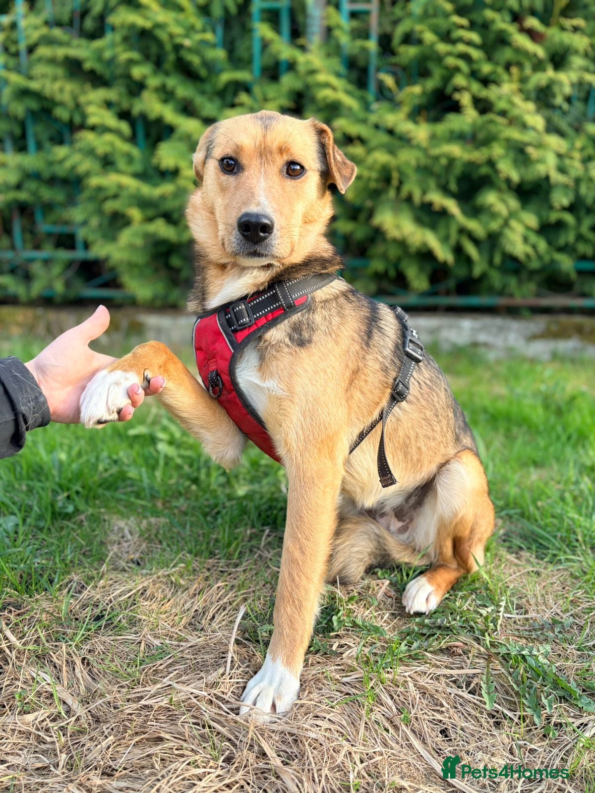 Mixed Breed dogs ❤️🐶 STELLA – SHE BUILDS HER WORLD AROUND YOU - Advert 9