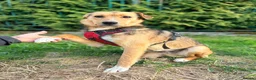 Mixed Breed dogs for adoption: ❤️🐶 STELLA – SHE BUILDS HER WORLD AROUND YOU in Burton-on-Trent - Advert 38