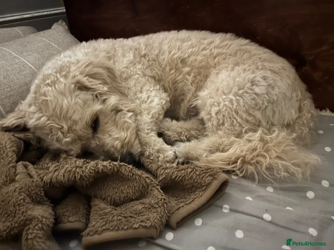 Cavapoo dogs for sale: Cavapoo available for adoption. in London - Advert 12