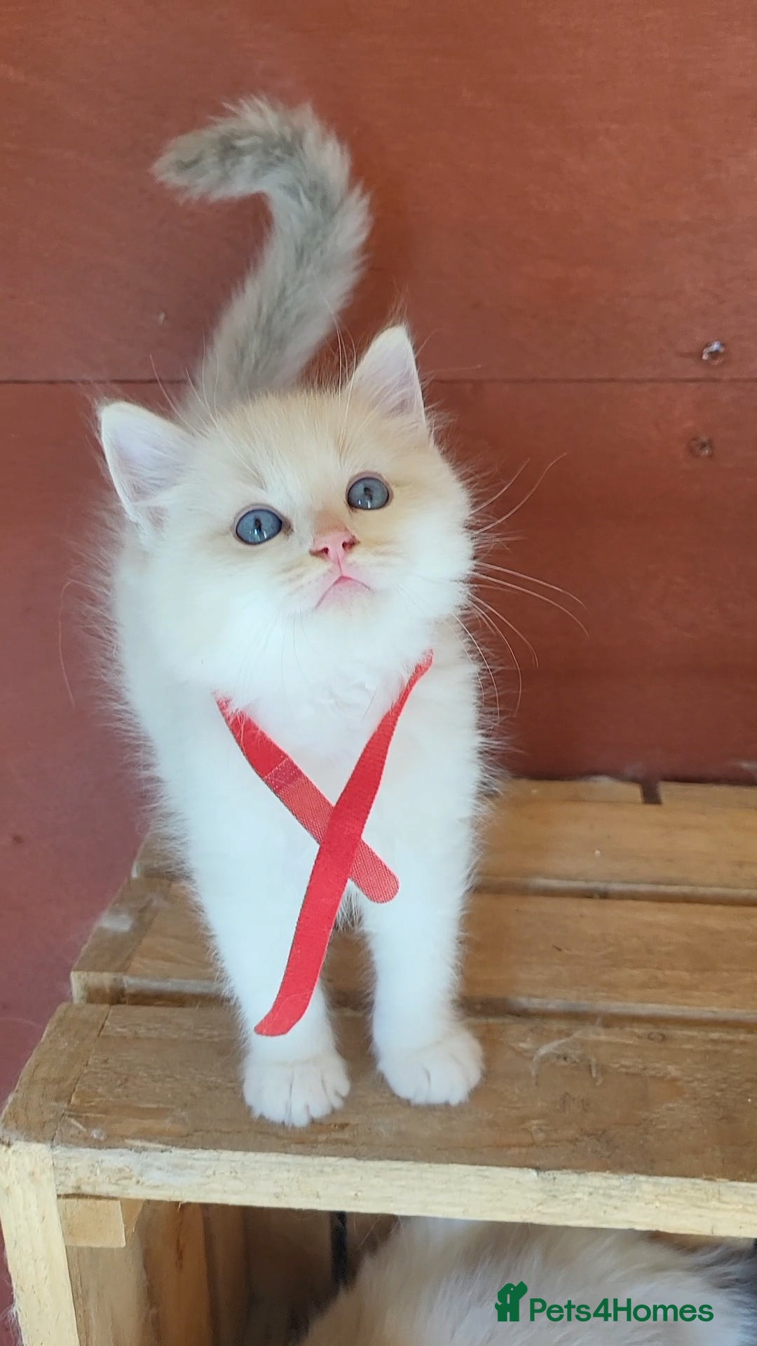 Ragdoll cats HCM/PKD clear ragdoll babies  - Advert 1