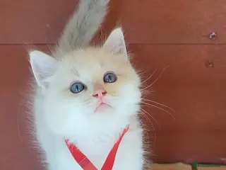 Ragdoll cats HCM/PKD clear ragdoll babies - Advert 1