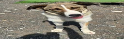 Mixed Breed dogs for adoption: Beautiful Big Girl Blanca  - Advert 13