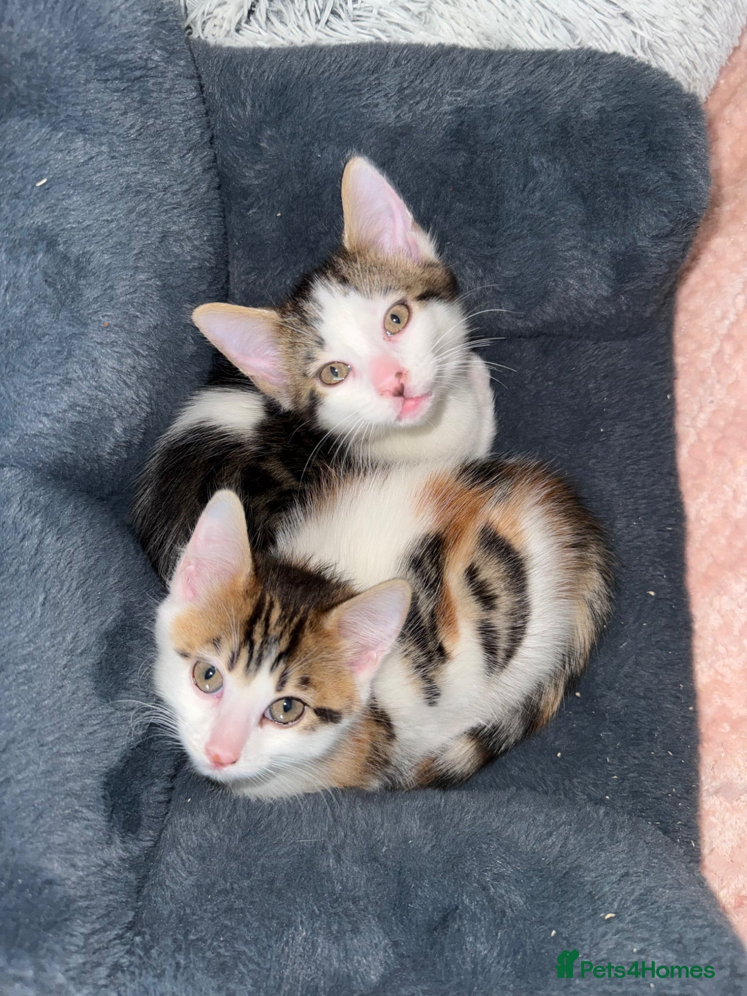 Maine Coon cats Lovely Maine coon cross bengal   - Advert 2