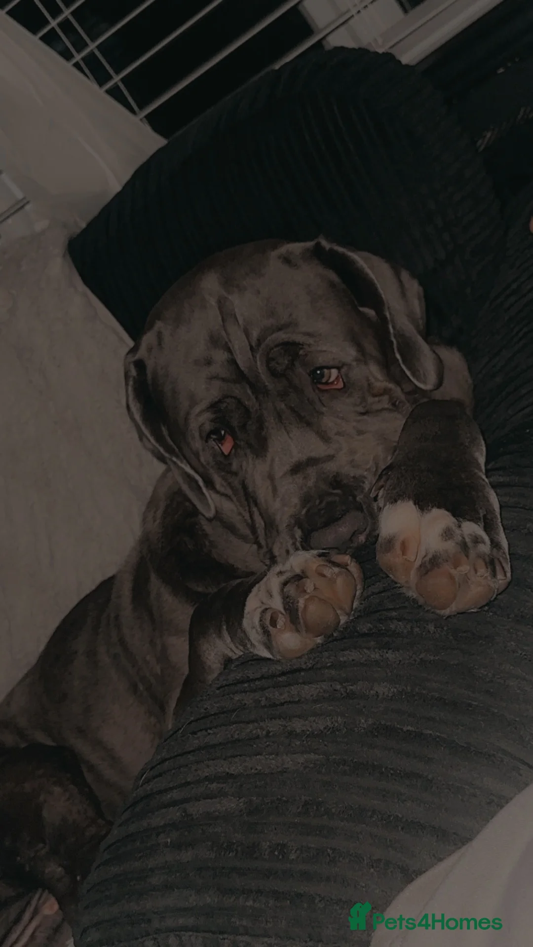 Neapolitan Mastiff dogs for sale: Bella in King's Lynn - Advert 2