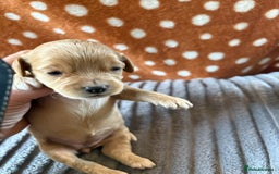 Mixed Breed dogs for sale: 8 beautiful cockapoo cross cavapoo pups - Image 22