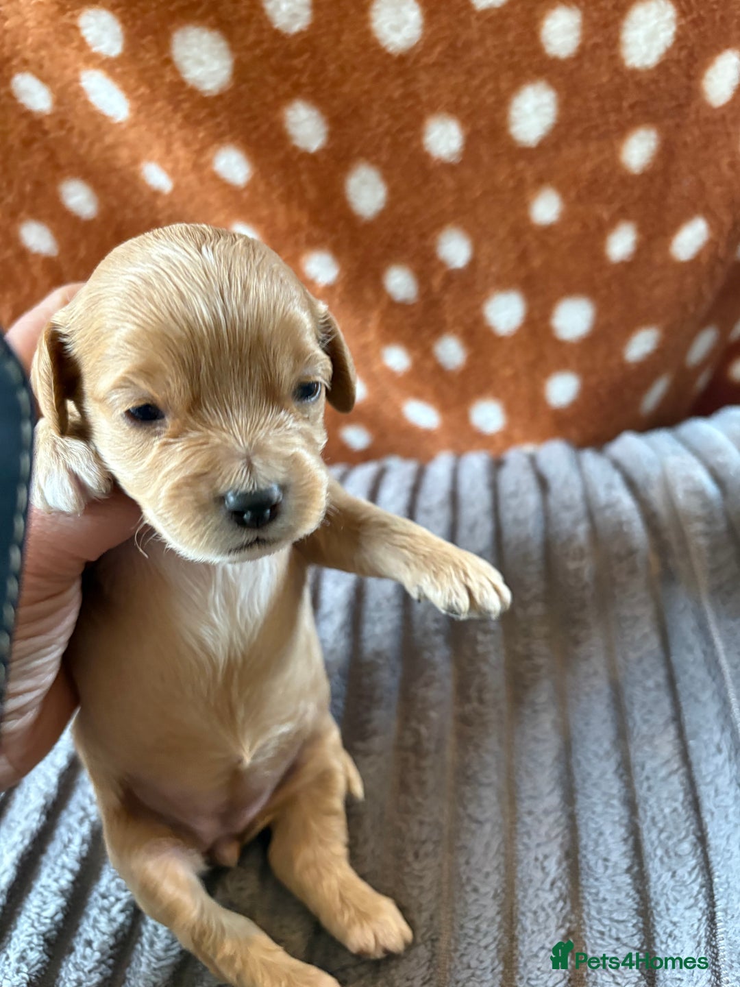 Mixed Breed dogs for sale: 8 beautiful cockapoo cross cavapoo pups - Image 22