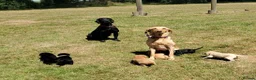 Springador dogs for sale: 6 beautiful springador Puppies fo4 sale - Advert 22