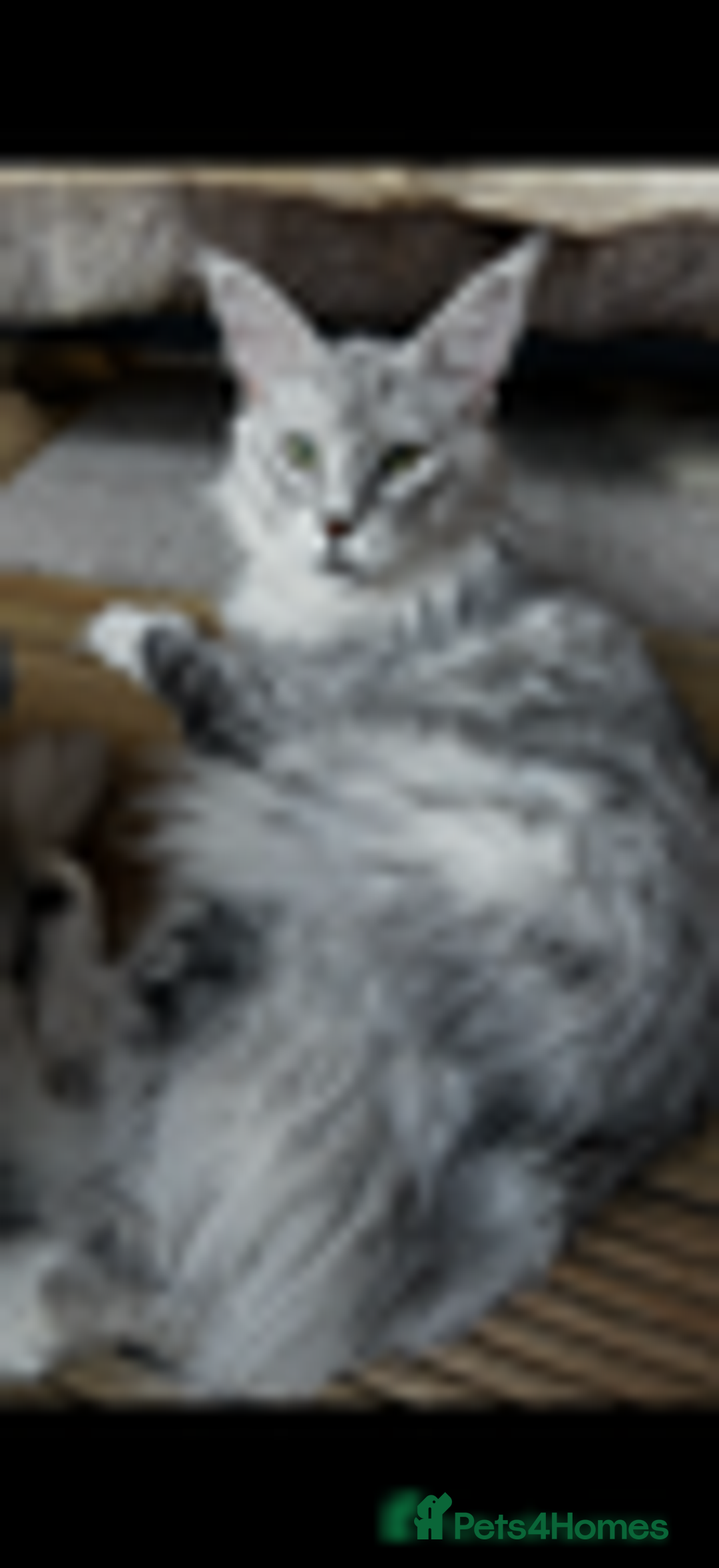 Maine Coon cats for stud: ⭐️ SIR CLYDE ⭐️ STUD AVAILABLE ⭐️ POLYDACTYL ⭐️ - Image 3