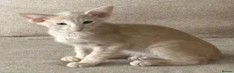 Oriental cats for sale: GCCF registered Oriental kittens  - Advert 8