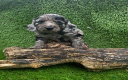 Cockapoo dogs for sale: F1 DNA PHANTOM MERLE TAN PUPPYS  - Image 7