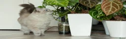 Ragdoll cats for sale: Beautiful Female Ragdoll – GCCF Active Registered in Helensburgh - Advert 4
