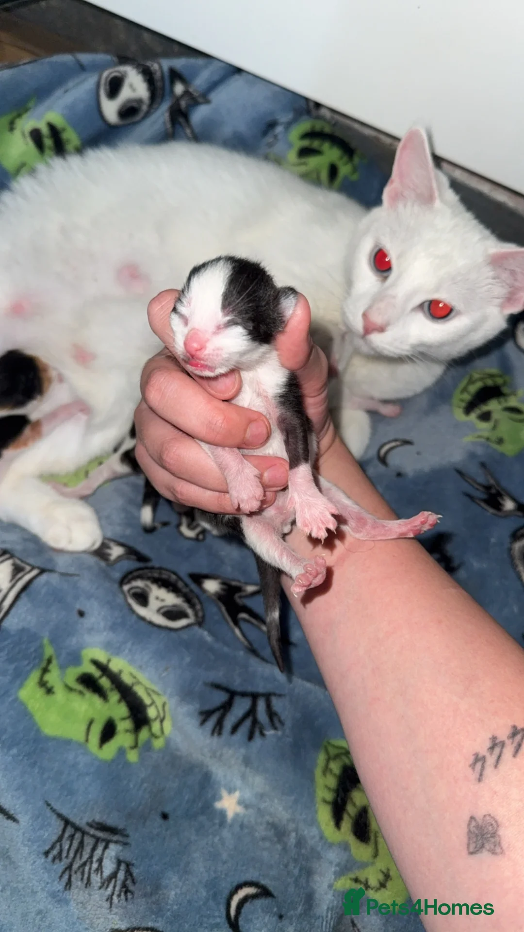 Mixed Breed cats for sale: 4 healthy kittens ready in the next upcoming weeks - Advert 30