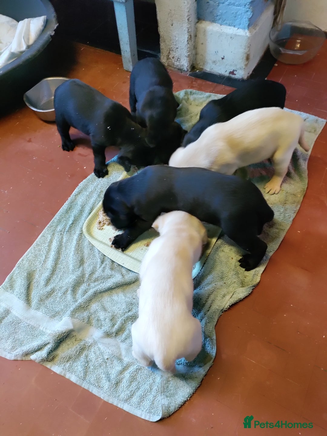 Labrador Retriever dogs for sale: Adorable Labrador Puppies  - Advert 9